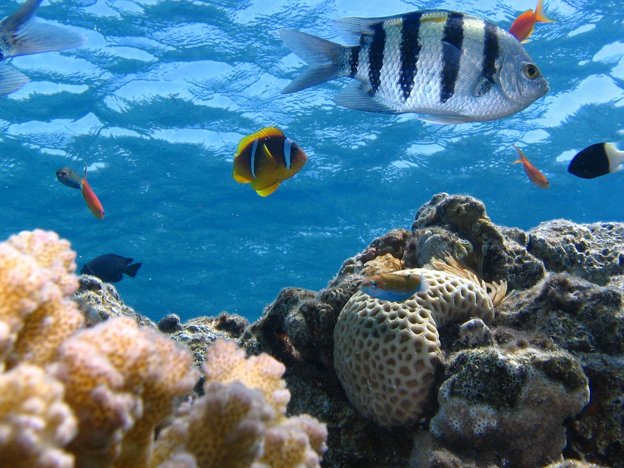 fish-291322_1280
